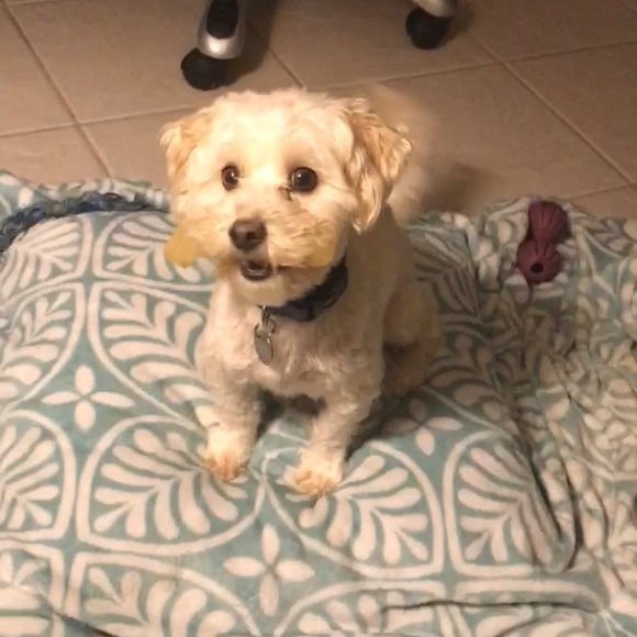 🐾🖤 Send CLOVER More LOVE!! FOLLOW GAME !! 😊 - Picture 6 of 7